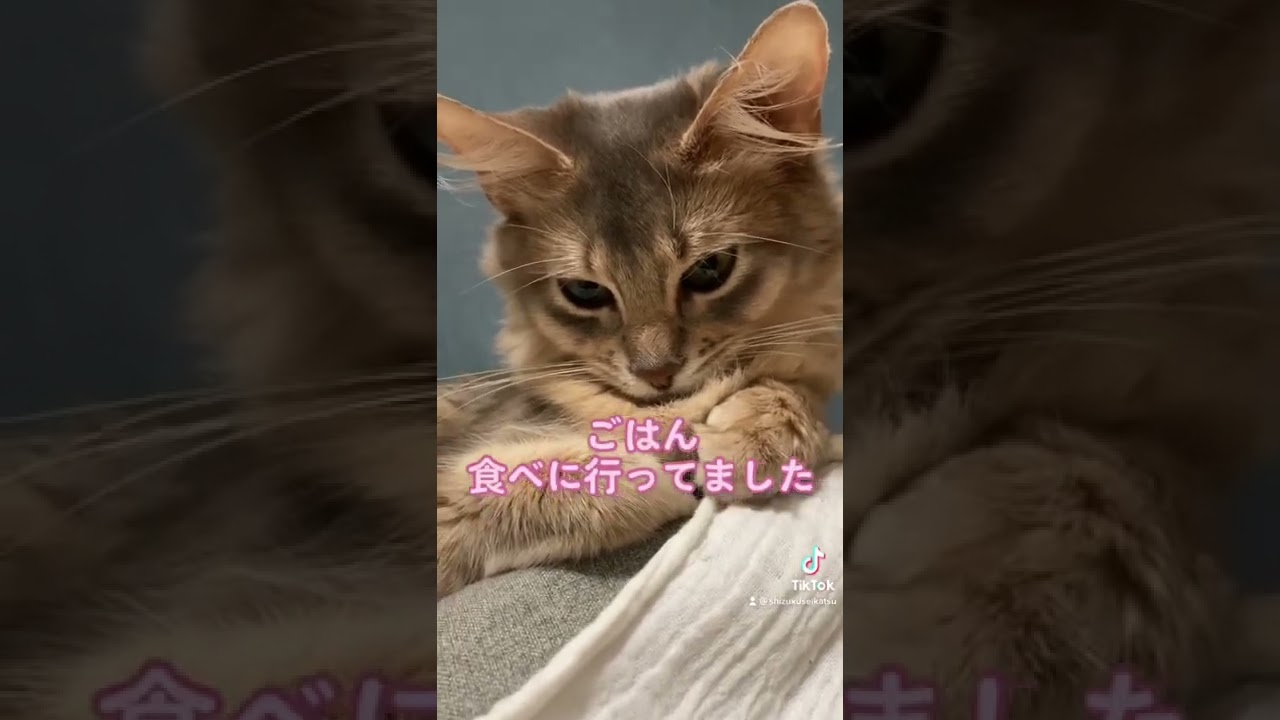 #目力強め #cat #猫 #ソマリ #somali #なんで僕を置いてくの