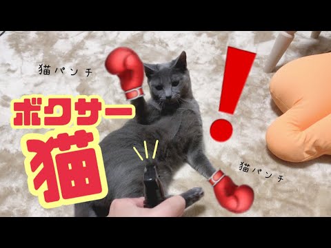 【猫】ボクサーになった猫