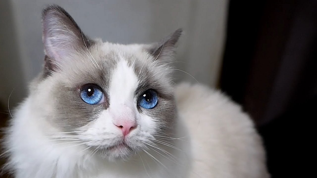 ラグドールは、おとなしい性格の猫？【飼い主の感想】勘違いしてました・・・