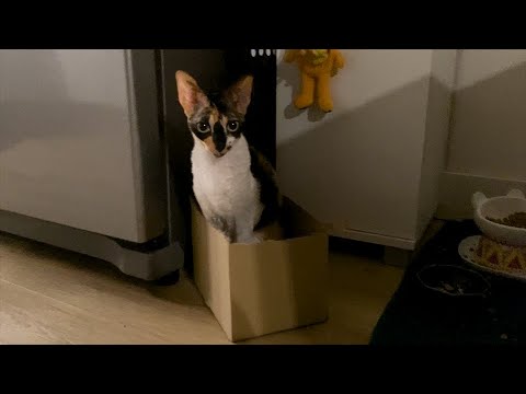〜箱入りムスメ〜