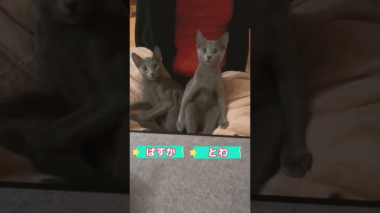 鍋待ち猫💗   #ロシアンブルー #russianblue  #子猫