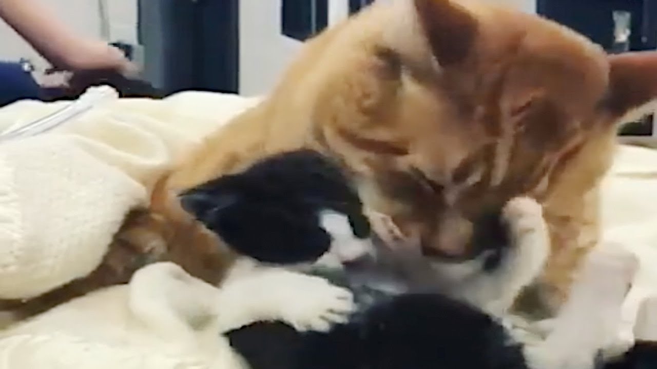 ボロボロの状態で運ばれた猫。助けてくれた保護施設で恩を返すように他の動物たちを支える存在になる【感動 動物】