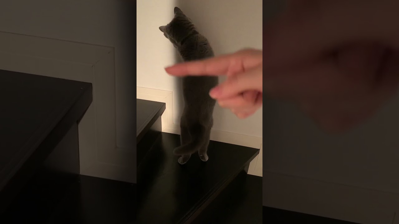 【シャルトリュー】影絵に惑わされるネコ【Chartreux cat】#shorts