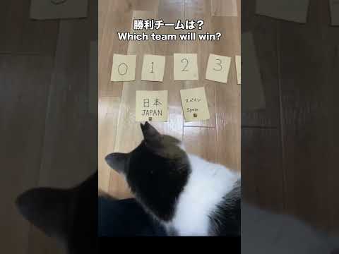 ワールドカップ 日本対スペイン 勝敗予想をする猫 サッカー カタールW杯　world cup predictions　Japan vs Spain