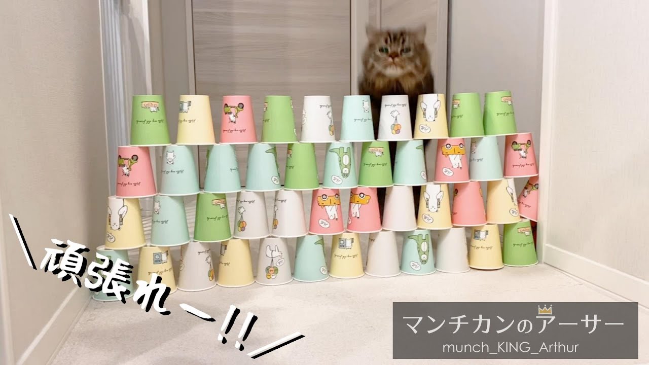 短足マンチカンのジャンプ力はいかに・・・【マンチカンのアーサー】