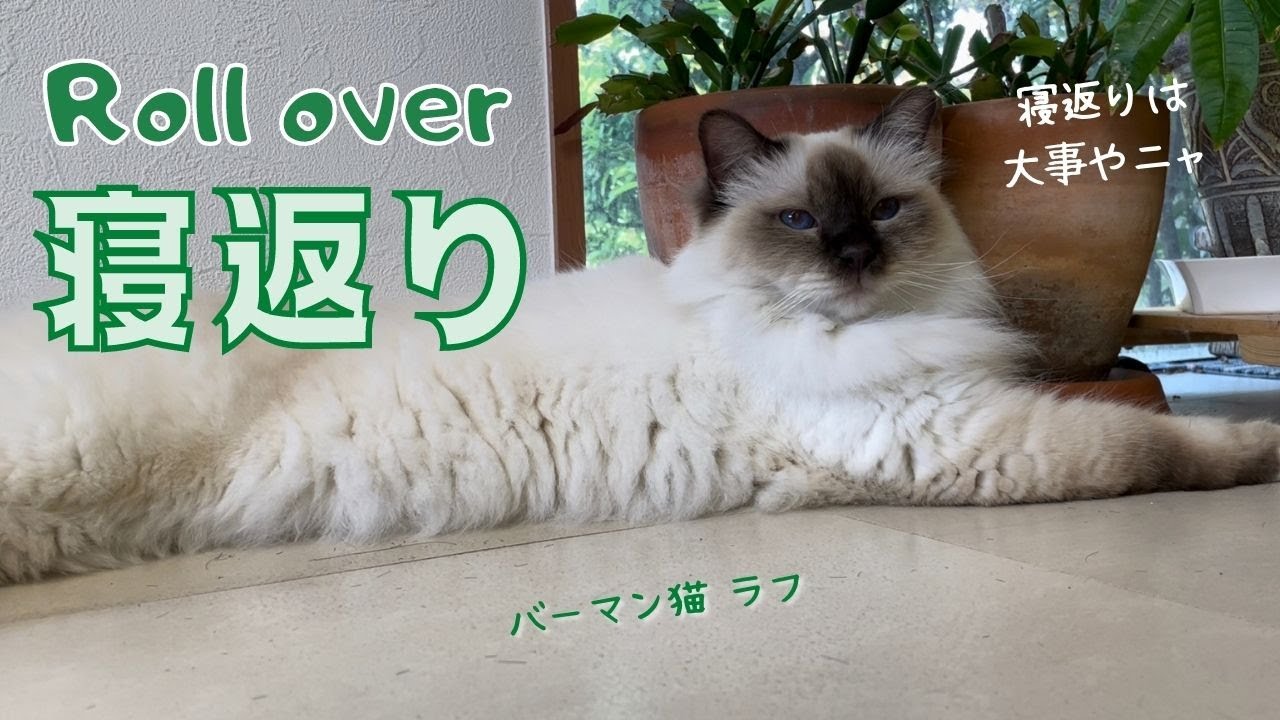 朝スッキリ起きるために必要【寝返り】Roll over（バーマン猫） Birman/Cat