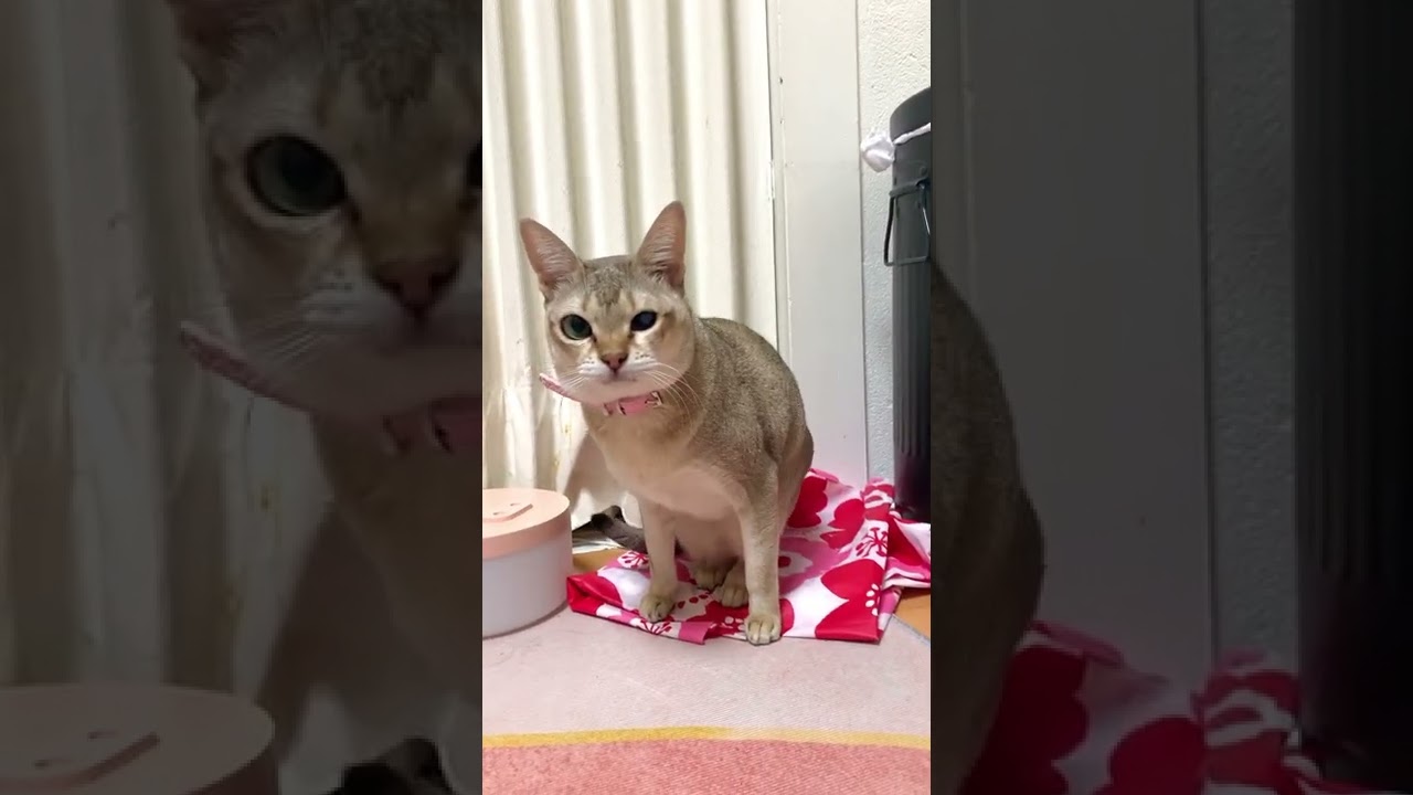 ダンスが得意なシンガプーラ♧♡