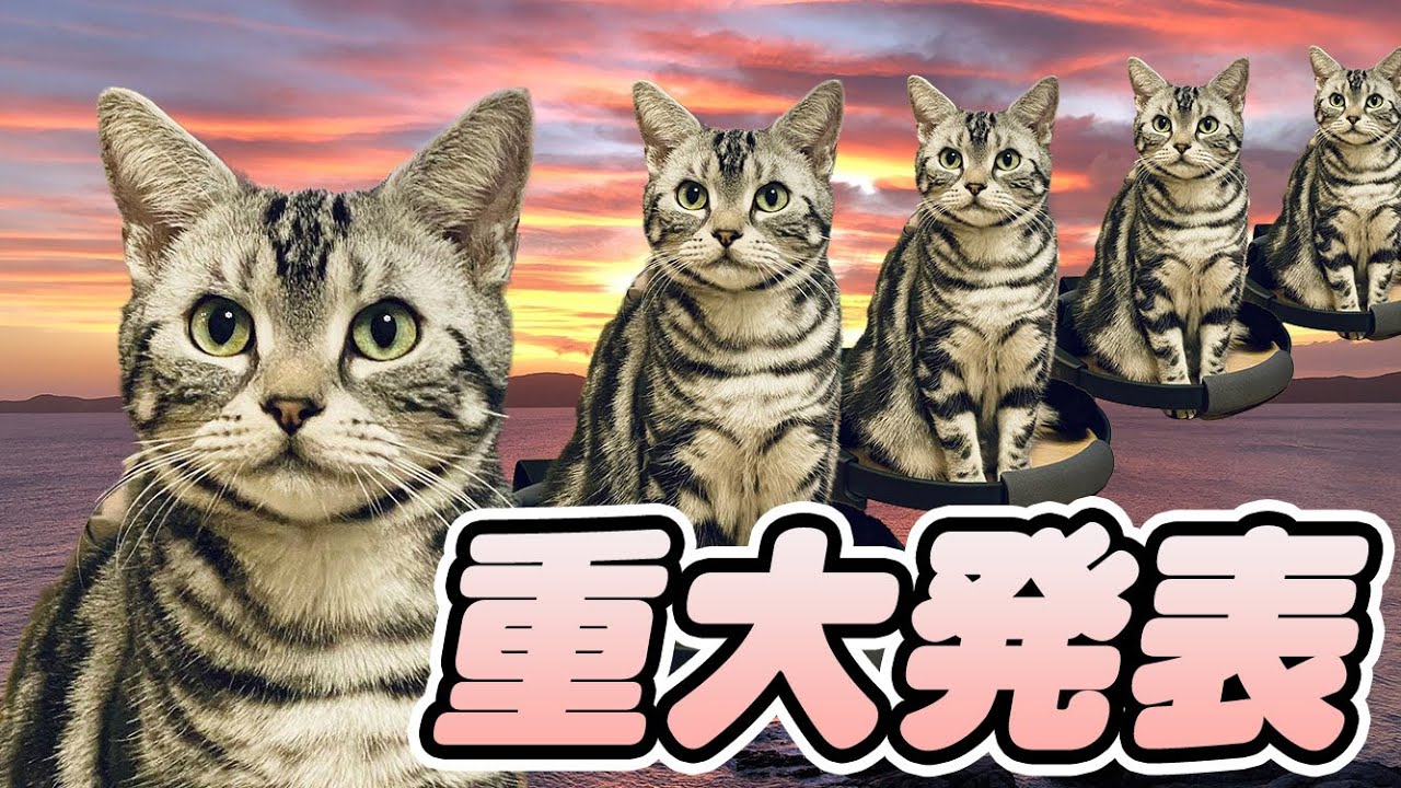 いつも走り回っているアメリカンショートヘアー動画コレクション！【ねこのマャーちゃん】【のじまちゃんねる】