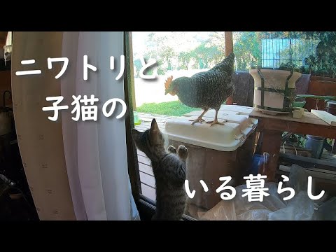 【保護子猫・保護猫】子猫とニワトリの日常