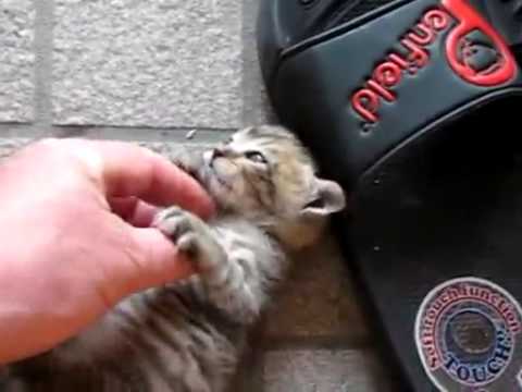 【子猫編】じゃれ始めたころの子猫