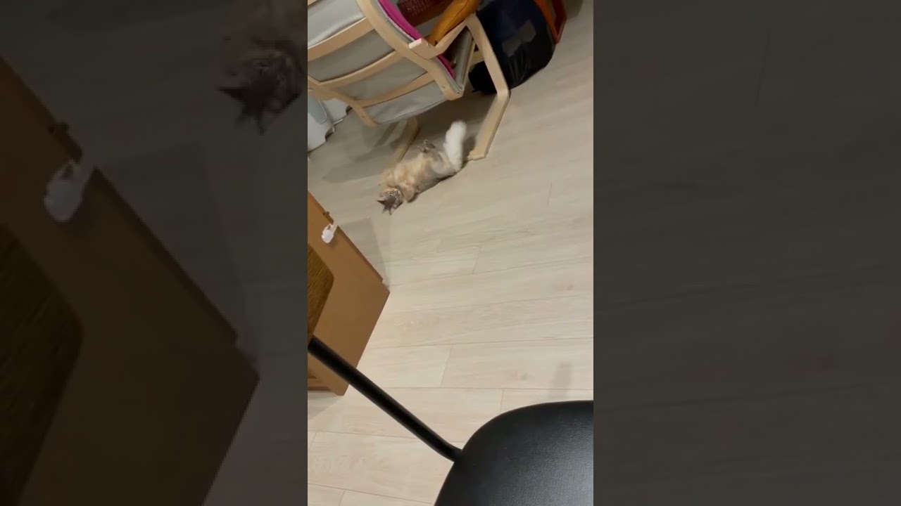 あっ....🤭飼い主見てたんだ....。｜素に戻る猫　#shorts #ソマリ