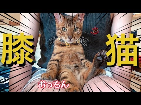膝猫しちゃうベンガル子猫ニコがあざと可愛いすぎる！