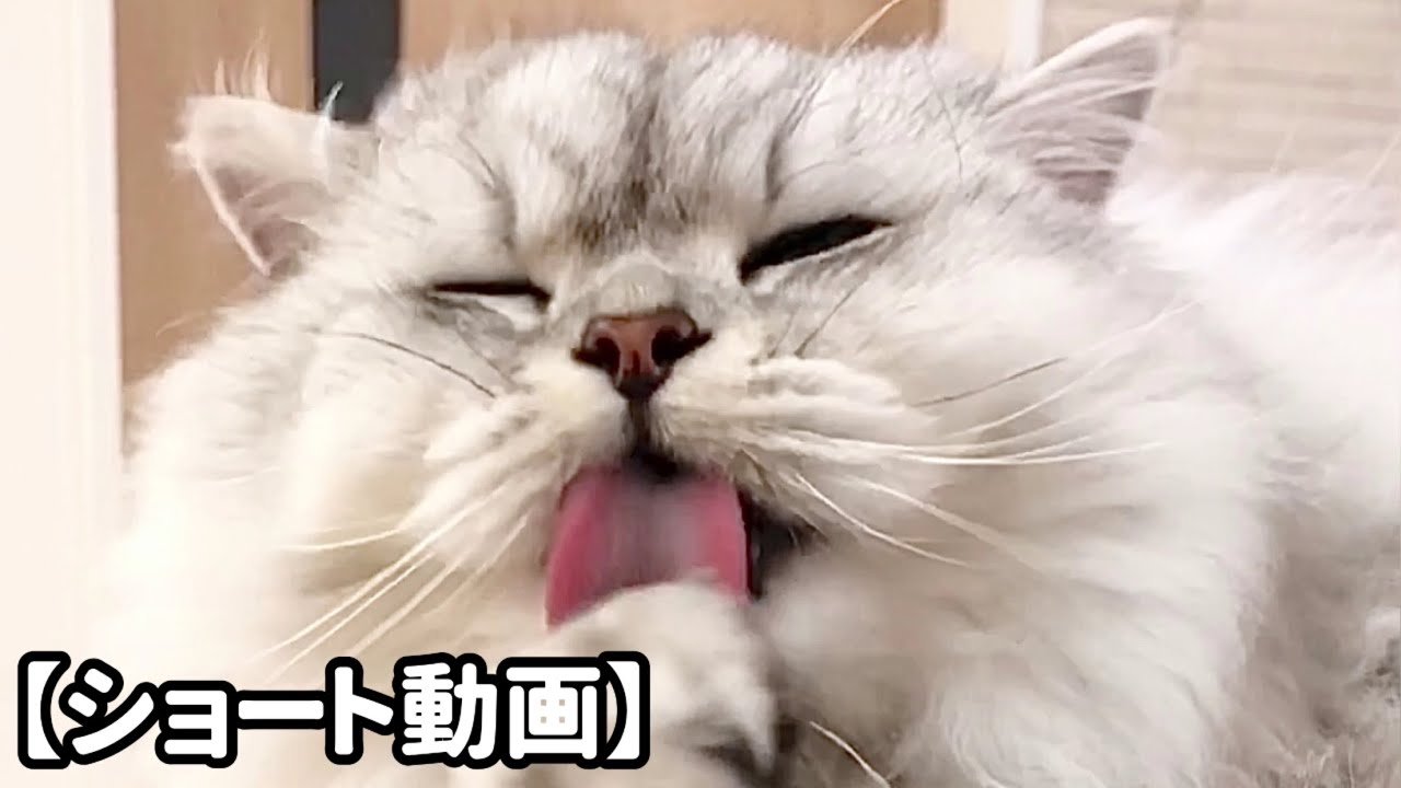 熱心に顔を洗う猫 【サイベリアン】 #Shorts