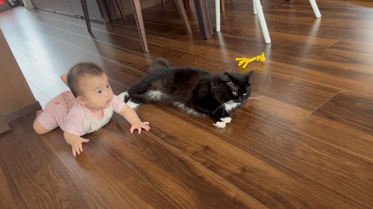 まだ赤ちゃんには甘える事ができない猫　ラガマフィン　A cat that is not yet spoiled by a baby