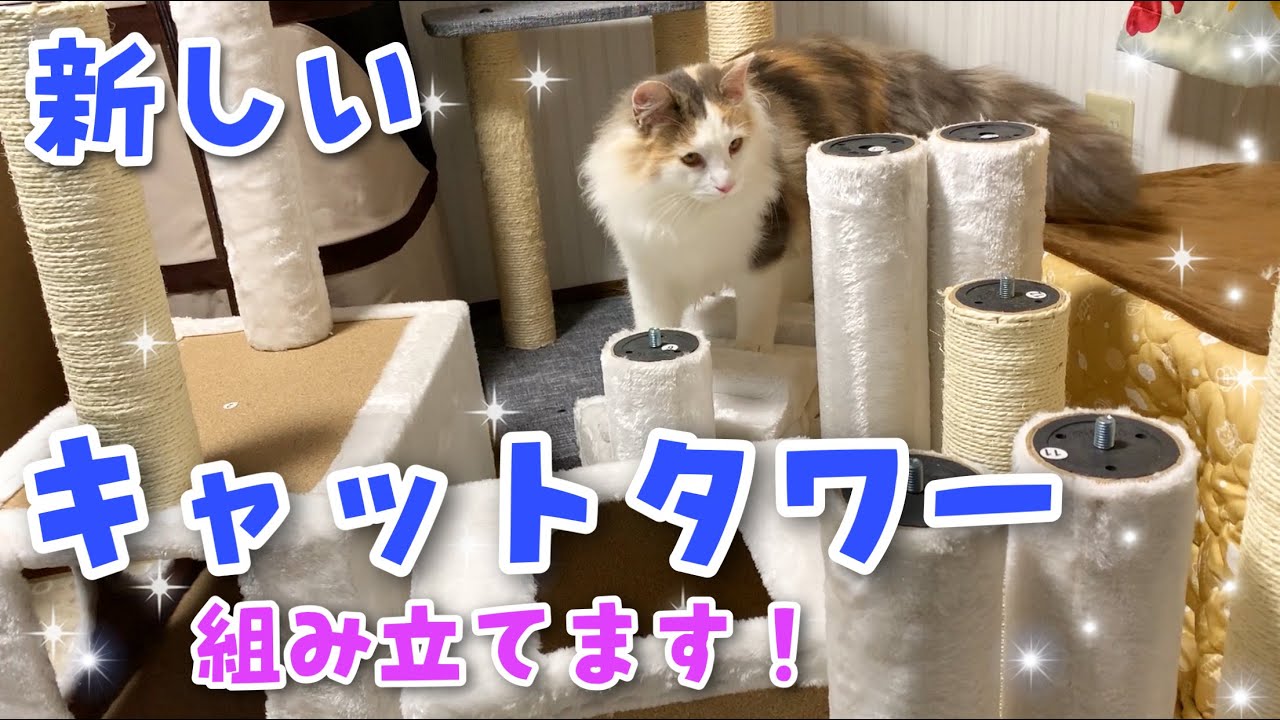 新しいキャットタワーが来ました！【ノルウェージャンフォレストキャットと三毛猫】CTHR-61