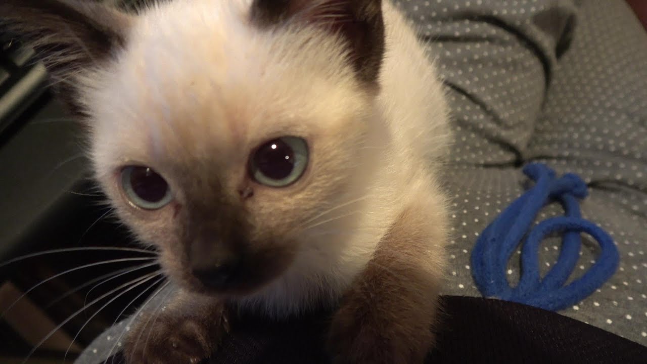 飼い主の膝で寝たがる赤ちゃんシャム子猫❕寝床に戻しても再び膝に乗って来る😻😅