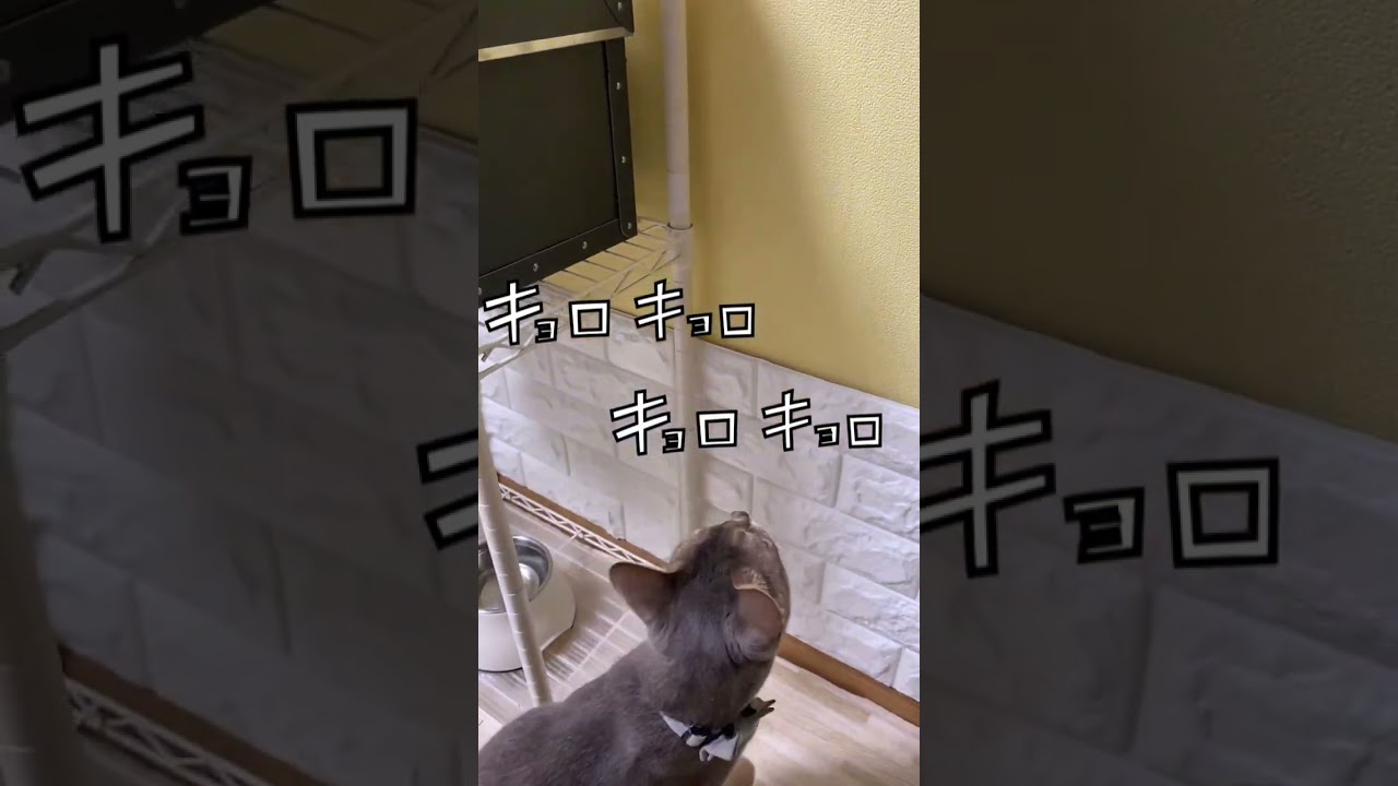 小さな虫を見逃さないアビシニアンのジャンゴ