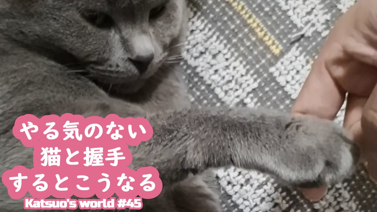 やる気のない猫と握手するとこうなる【シャルトリュー/猫のおもしろ動画】