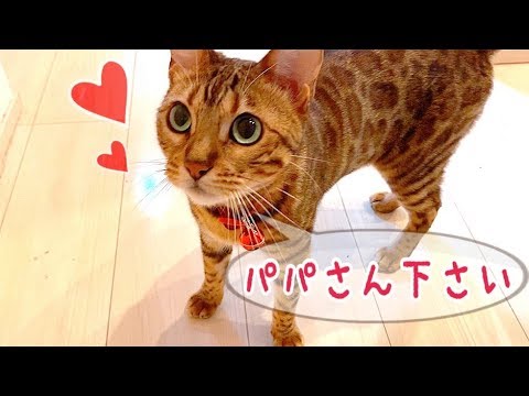 ベルちゃんのおねだりタイムが可愛くて悶絶不可避…