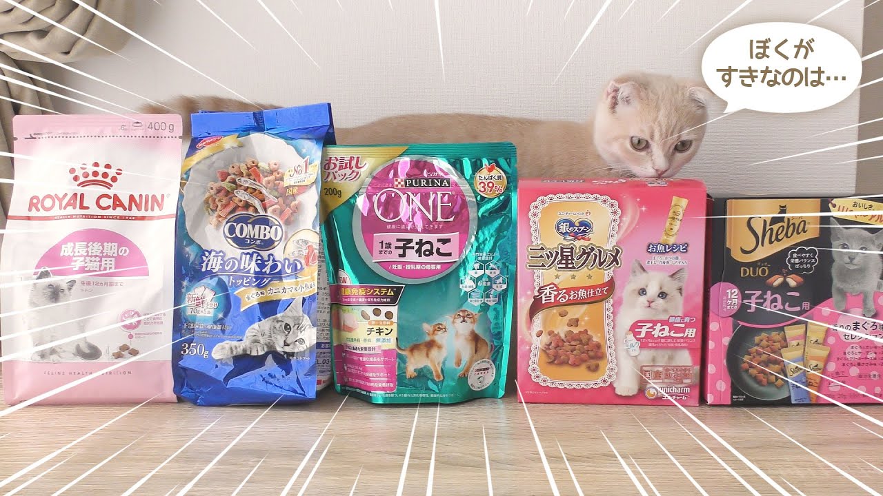 子猫のドライフードランキング【スコティッシュフォールド】