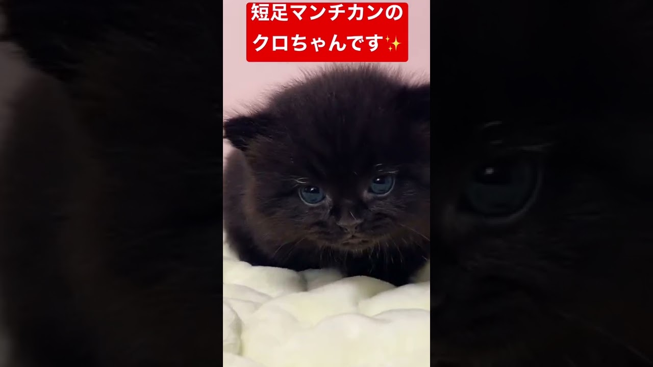 希少な黒猫マンチカンちゃん🐈‍⬛