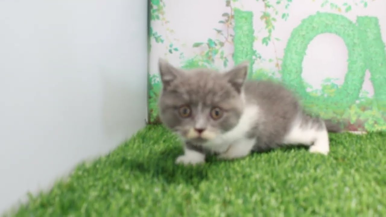 Coo&RIKU　No597470　ブリティッシュショートヘアー