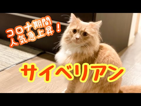 ロシア原産 モフ猫　サイベリアン が人気急上昇！
