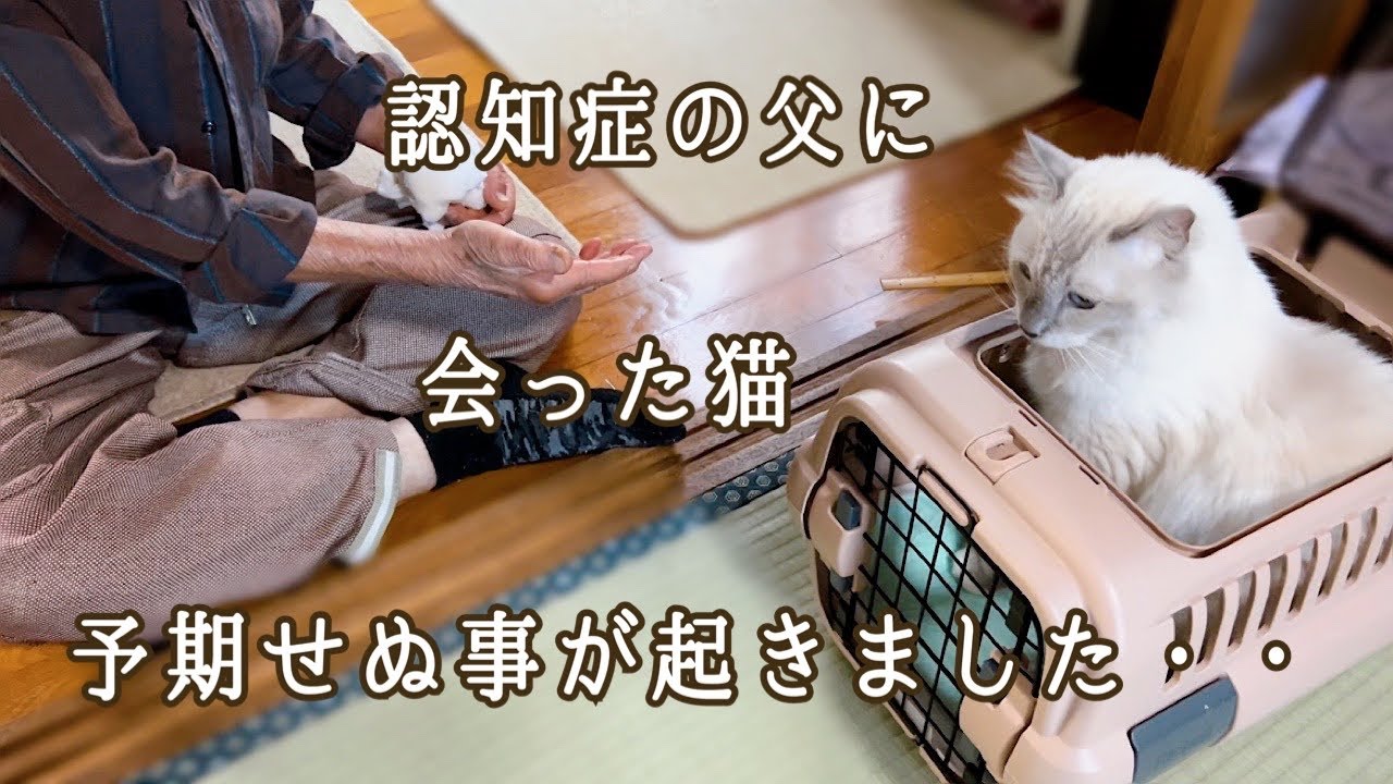 妻に先立たれた認知症の父に会った猫・・予期せぬ出来事が起こりました・・。【保護猫ラグドール】