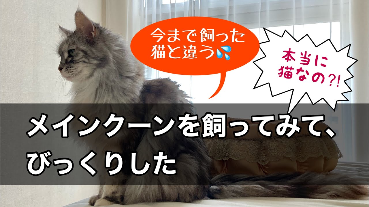 メインクーンを飼ってびっくり! メスも巨猫! オスはもっと巨猫！: メインクーンなつめさん She is not a cat! #mainecoon