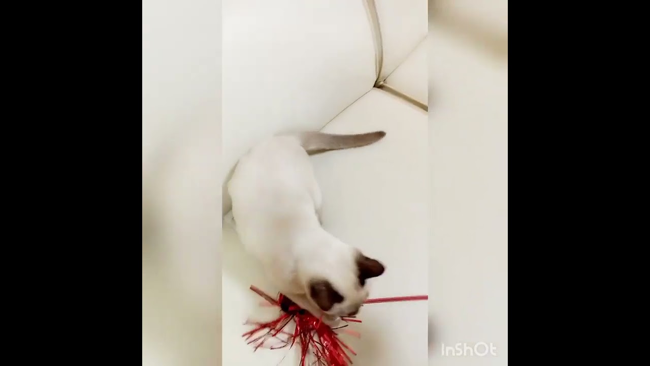 トンキニーズ 【シャンパンミンク】モフモフの丸っこいボディとクリックリのアクアの瞳