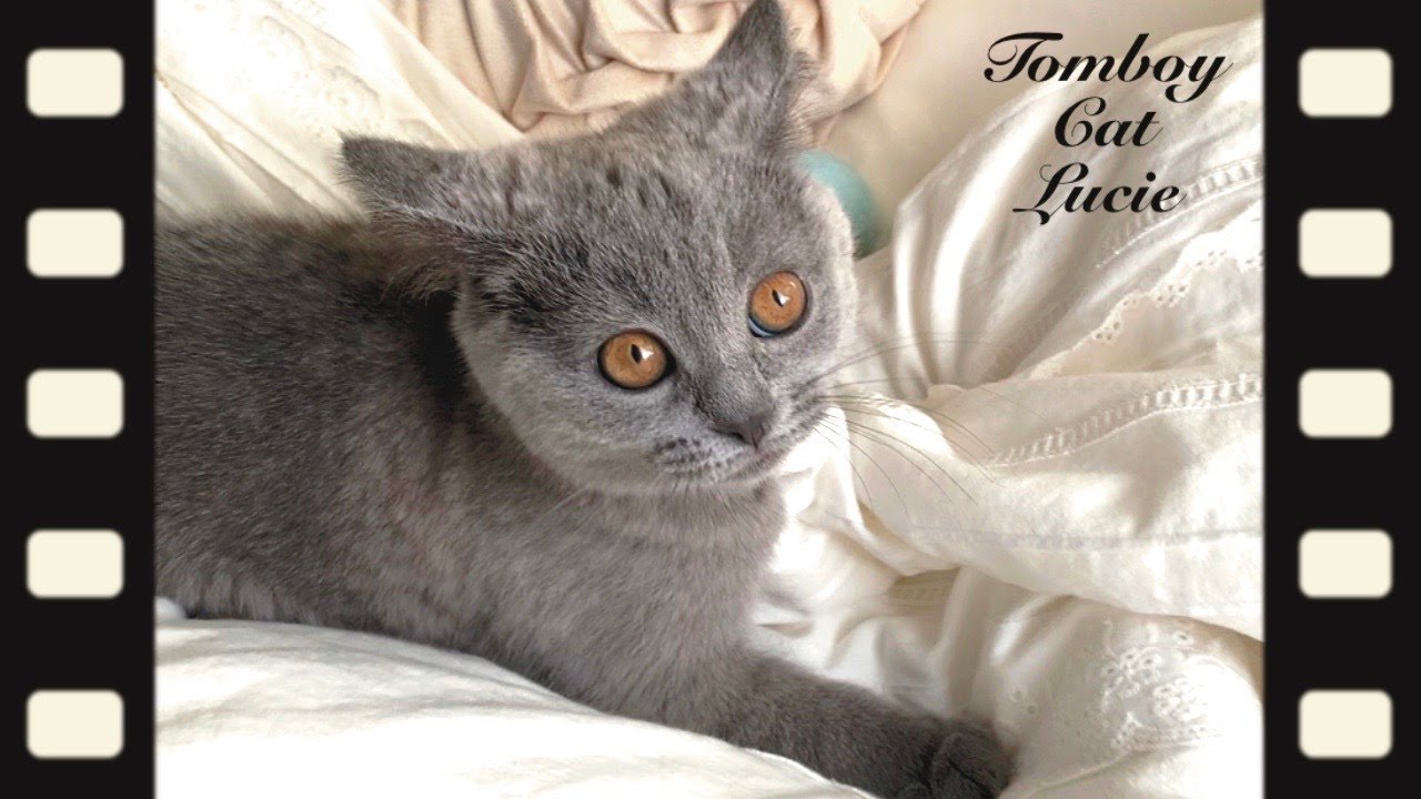 ボールケリケリ姿がかわい過ぎるシャルトリューの子猫がこちらです