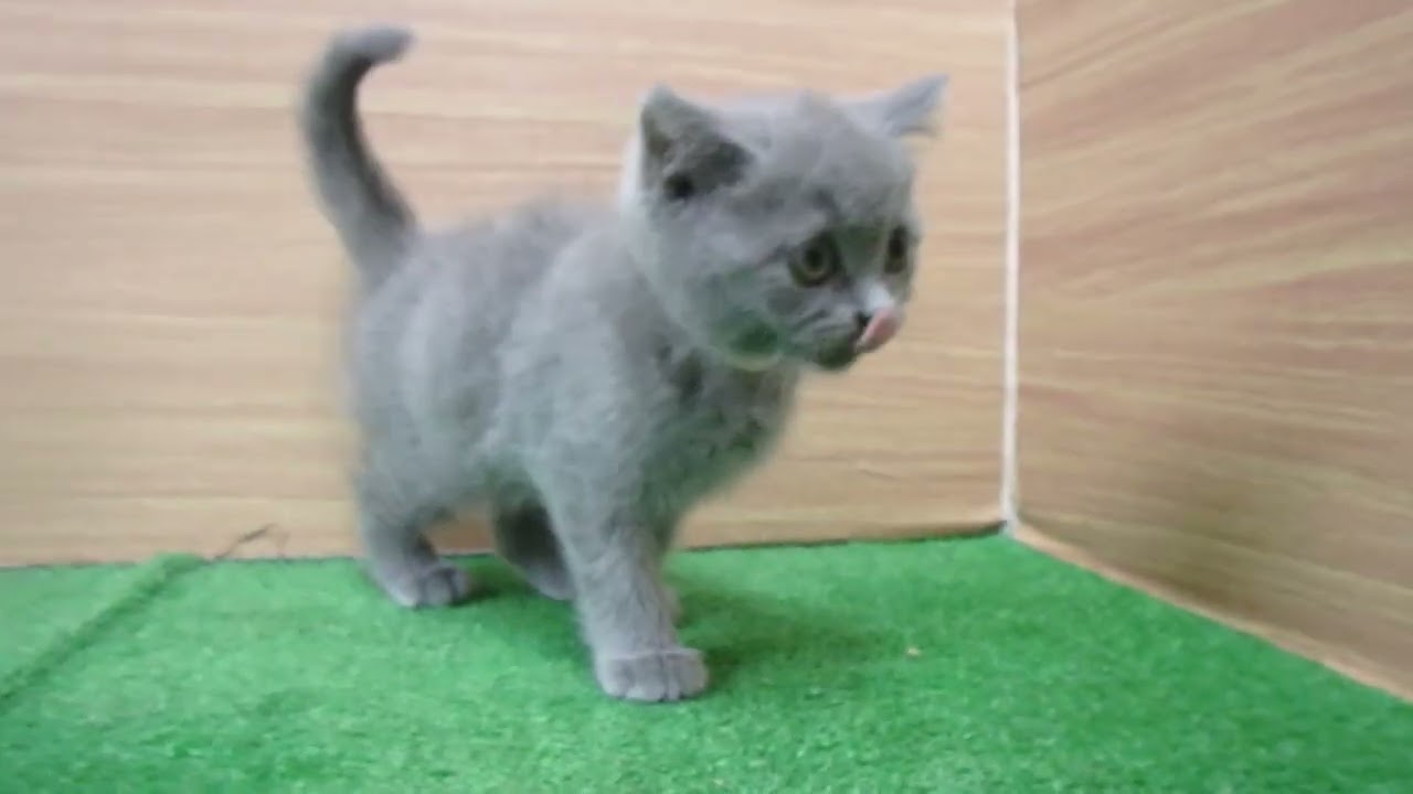 Coo&RIKU　No00608618 ブリティッシュショートヘアー