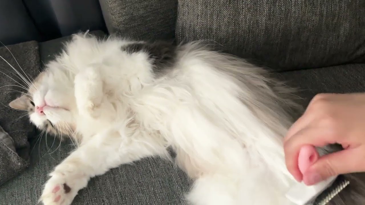 猫、ブラシする。ノルウェージャンフォレストキャット