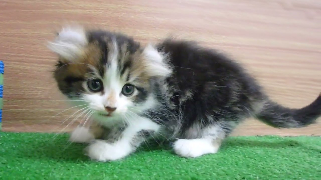 00581608 アメリカンカール