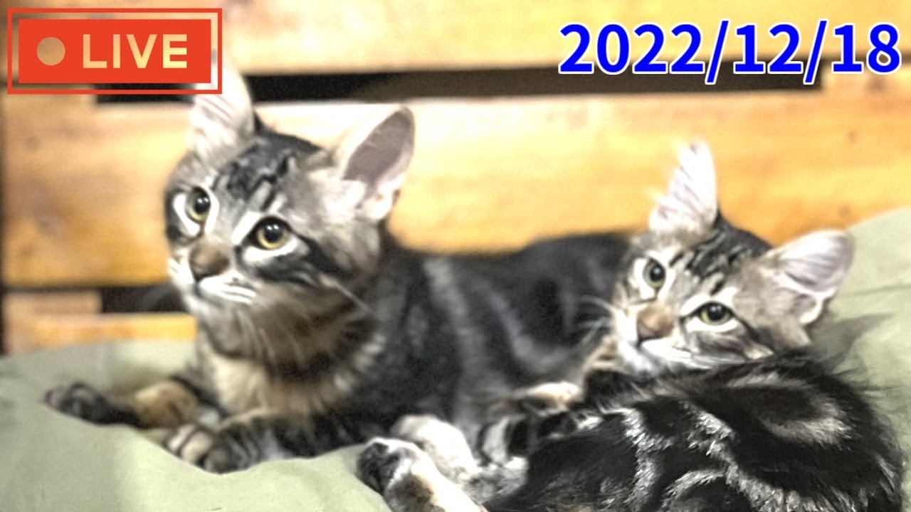 【LIVE】子猫とネコ14匹の普段の様子を生配信 -LIVE-Kittens and cats, 14 in total, as they are＃猫好きさん集まれ