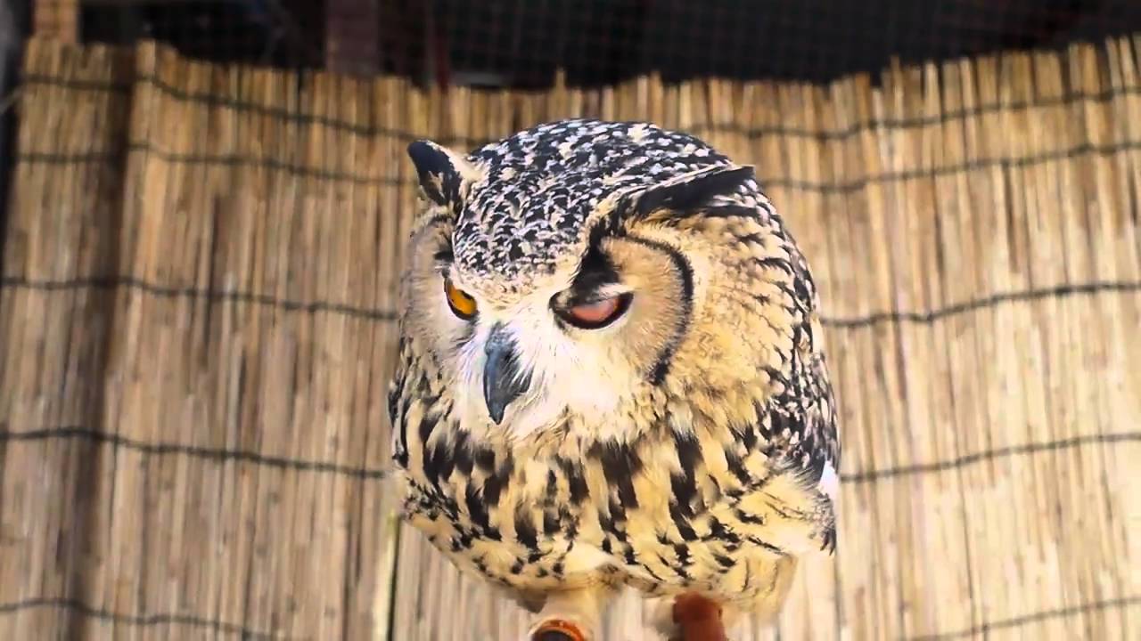 ベンガルワシミミズクの餌鳴き　ニコｖｅｒ