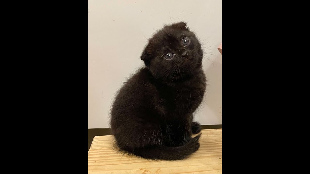 スコティッシュフォールド子猫をお迎えしました