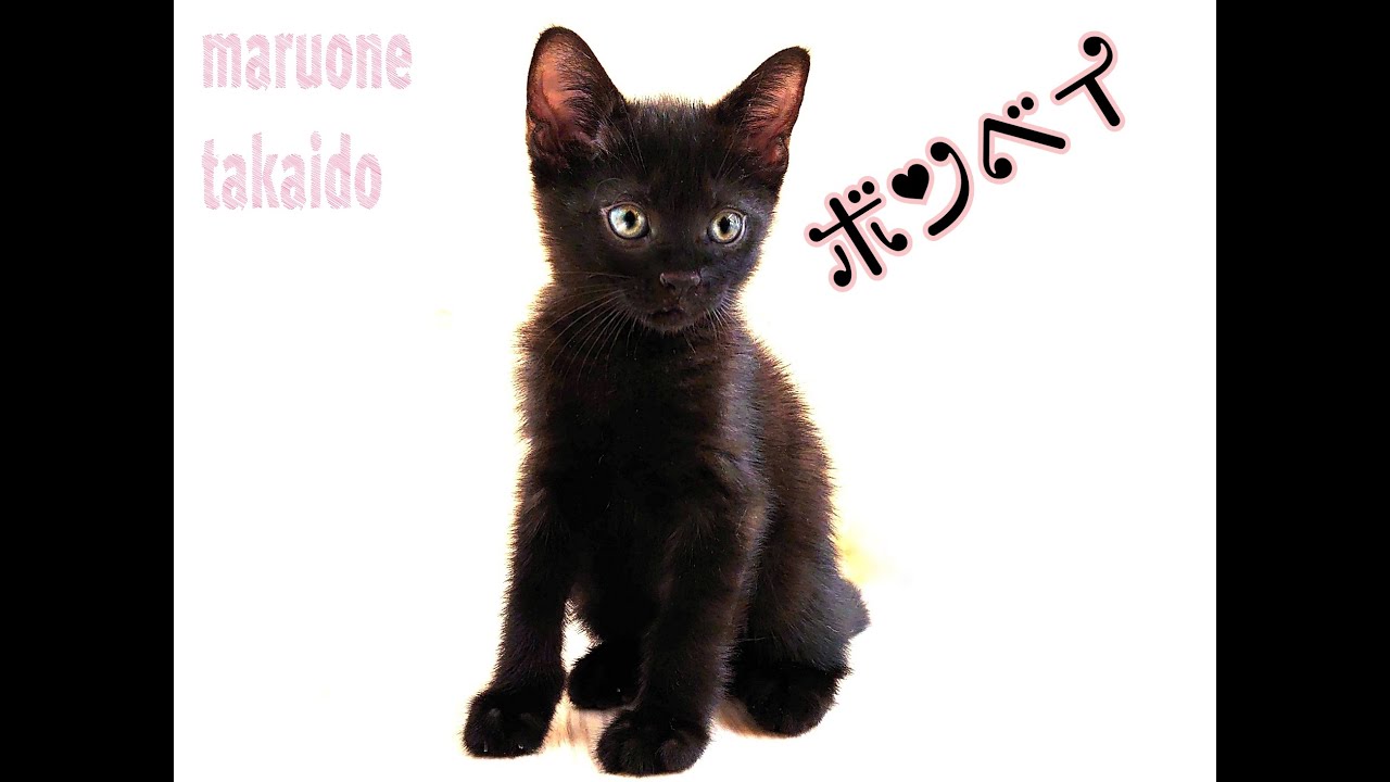 【ボンベイ】黒猫のダンス