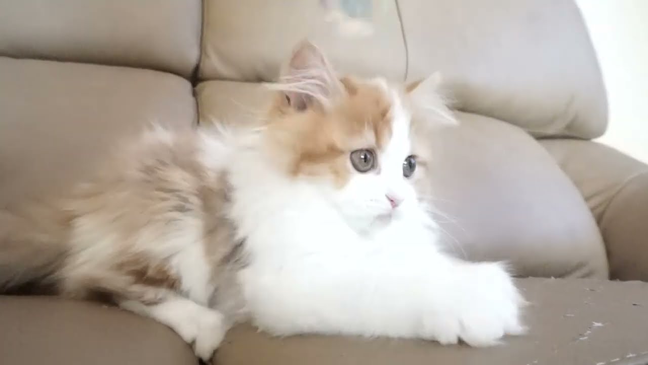 セルカークレックス子猫　2022.9.30産まれ 　レッド＆ホワイト　女の子　シーダキャット猫のお店　Selkirk Rex