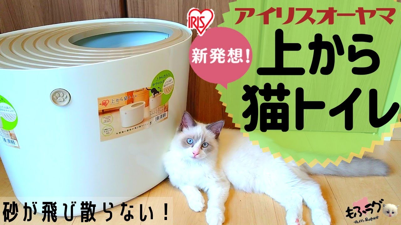 【上から猫トイレ】最高すぎる！ラグドール子猫が使ってみたレビュー【猫砂飛び散らない】時短！簡単楽々猫トイレ 《Ragdoll cat kittens》