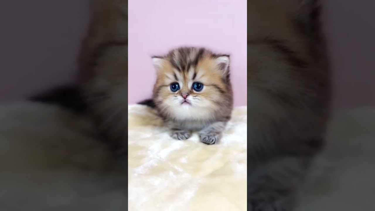【子猫の成長記録】#shorts #ミヌエット #マンチカン #子猫