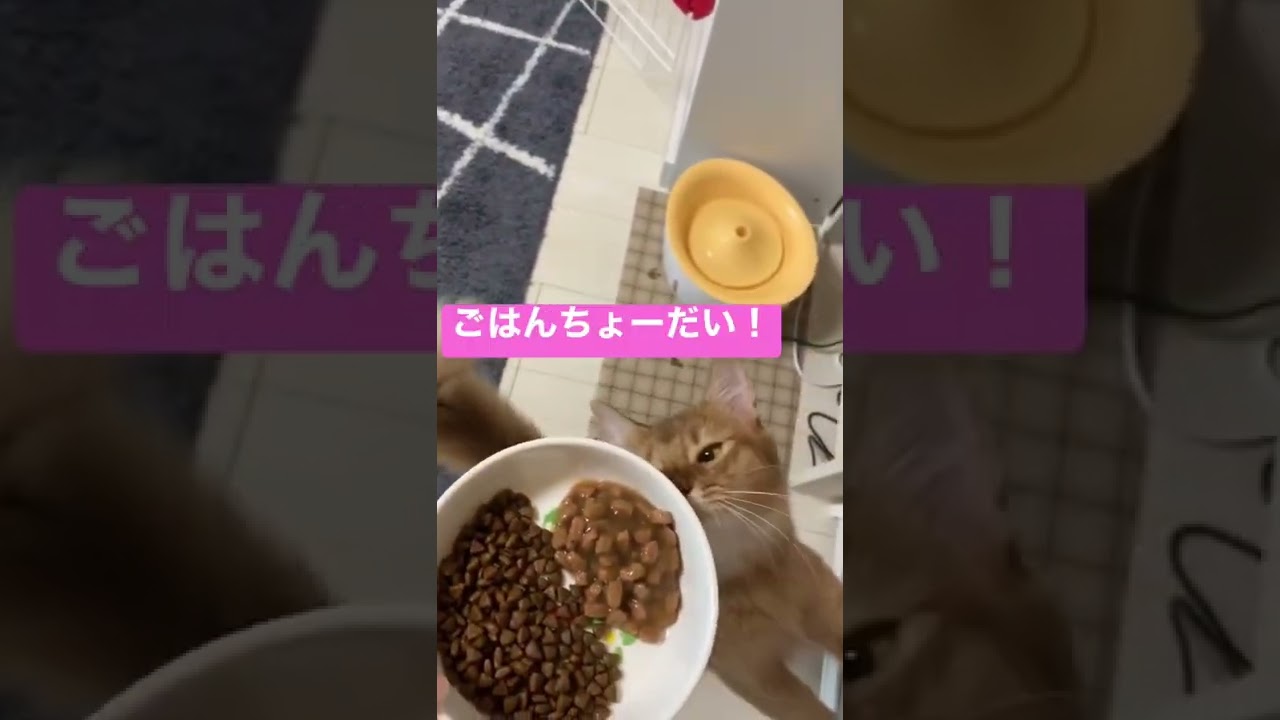 はらぺこソマリ