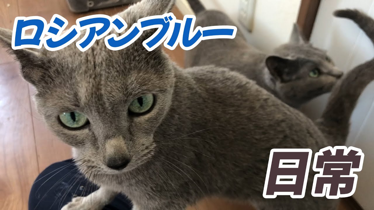 二匹のロシアンブルーのまったり日常　Russian Blue