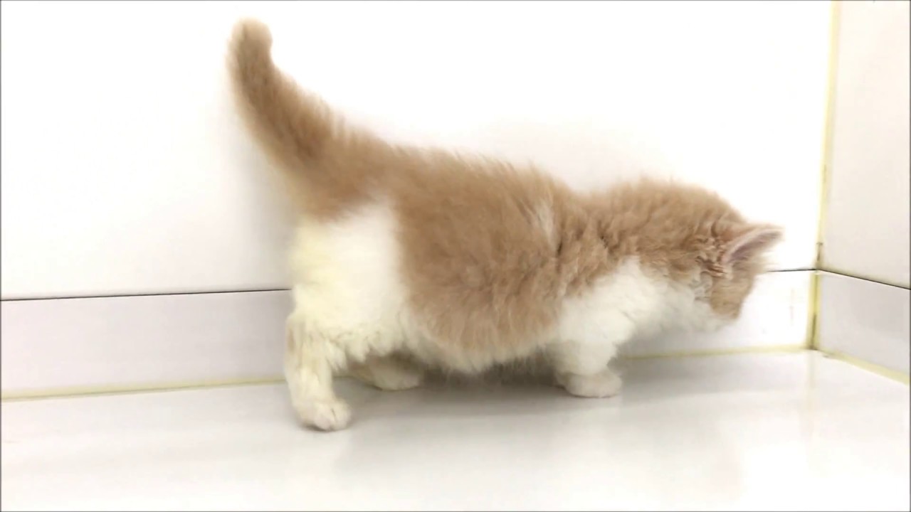 優しいカラーの可愛いマンチカン☆