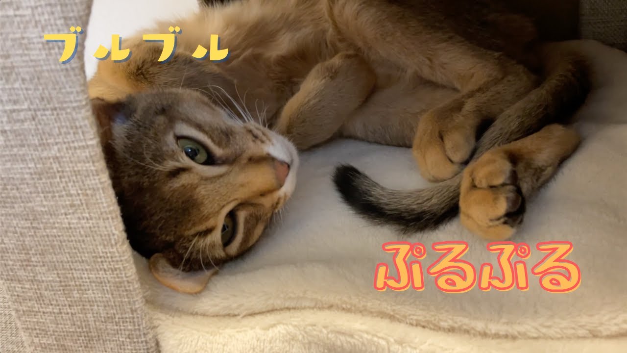 主Bの帰りを震えつつ待つ子ネコ | アビシニアンの子猫アビー