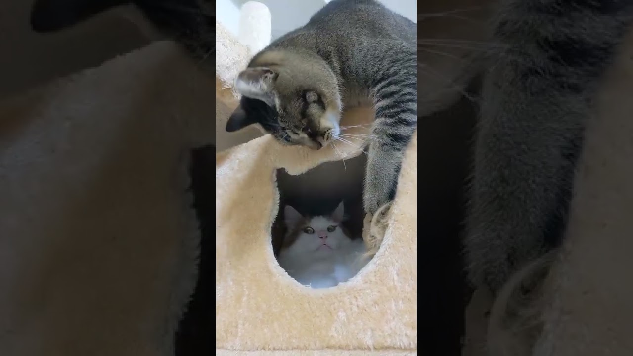 マジでキレるメインクーン