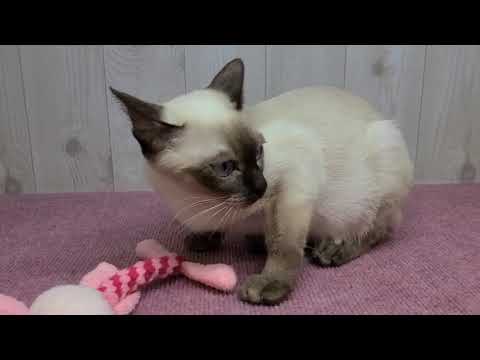 Coo&RIKU　No497309 トンキニーズ