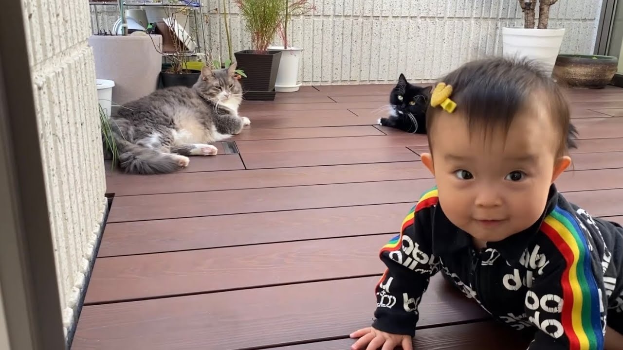 休みも変わらず朝から活動する猫　ノルウェージャンフォレストキャット　ラガマフィンA cat that is active even on holidays. Norwegian.Ragamuffin.