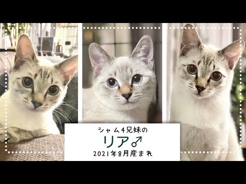 里親さん募集中！カワイイっ！シャムMIX　リアくん♂