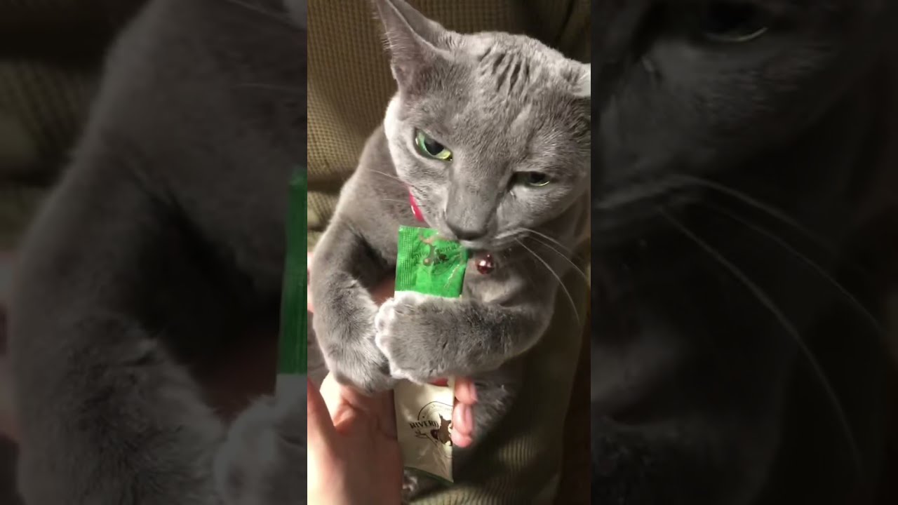 【皆さん】ロシアンブルー【良いお年を】ねこぴゅーれ、ちゅーる